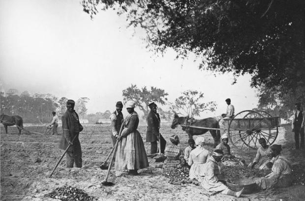 African American men and women hoe and plow the earth while others cut piles of sweet potatoes for planting at James Hopkinson's Plantation. 