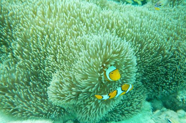 Clown fish playing hide and seek in sea anemone.