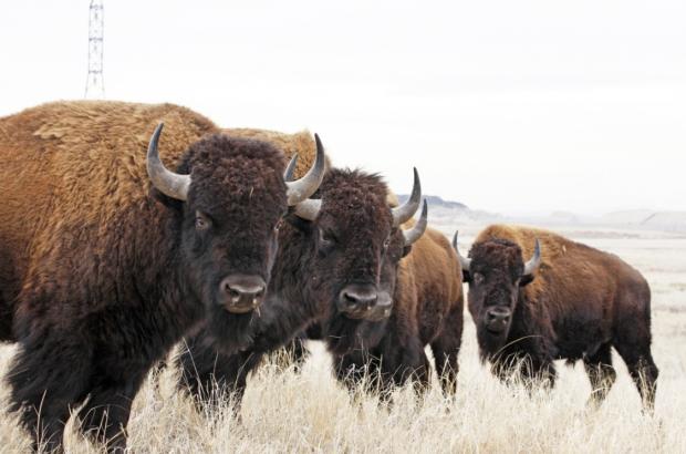 Bison at Rocky Mountain Arsenal National Wildlife Refuge in Colorado