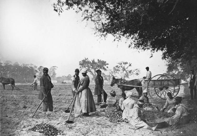 African American men and women hoe and plow the earth while others cut piles of sweet potatoes for planting at James Hopkinson's Plantation. 