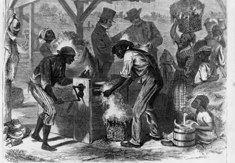 African American slaves using cotton gin, drawing by William L. Sheppard.