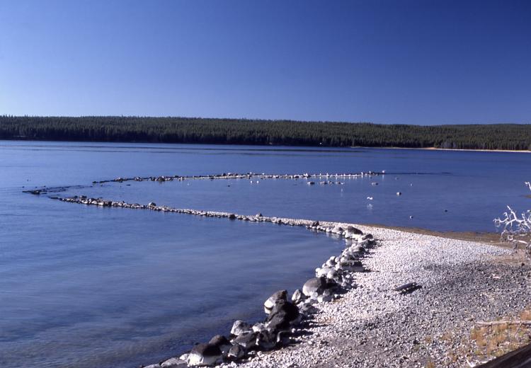A curving line of rocks in a lake with a row of trees in the background.