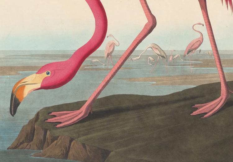 American Flamingo, John Audubon, 1838.